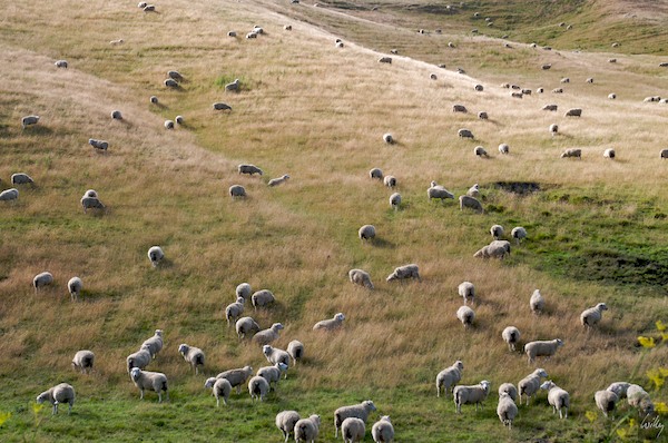 New Zealand 09_10  094